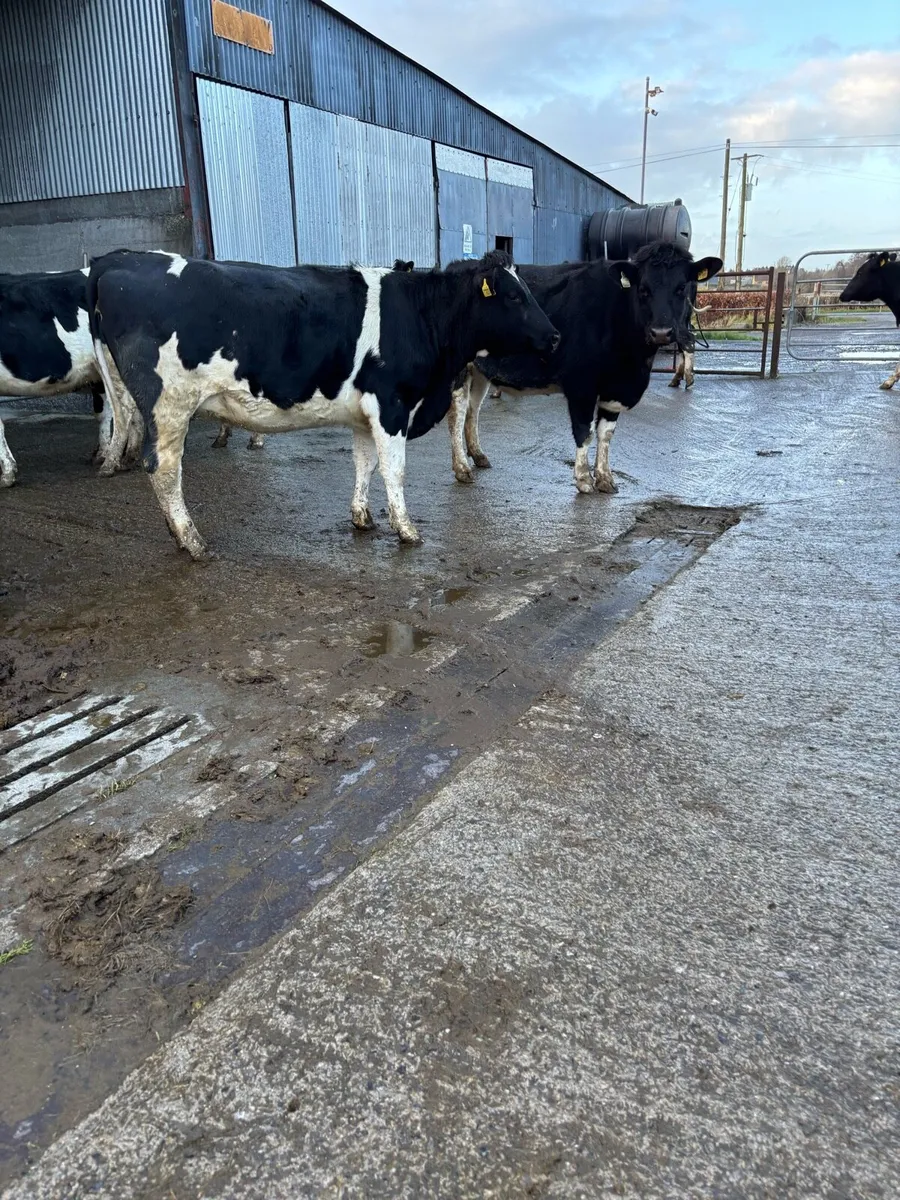 Incalf heifers - Image 4