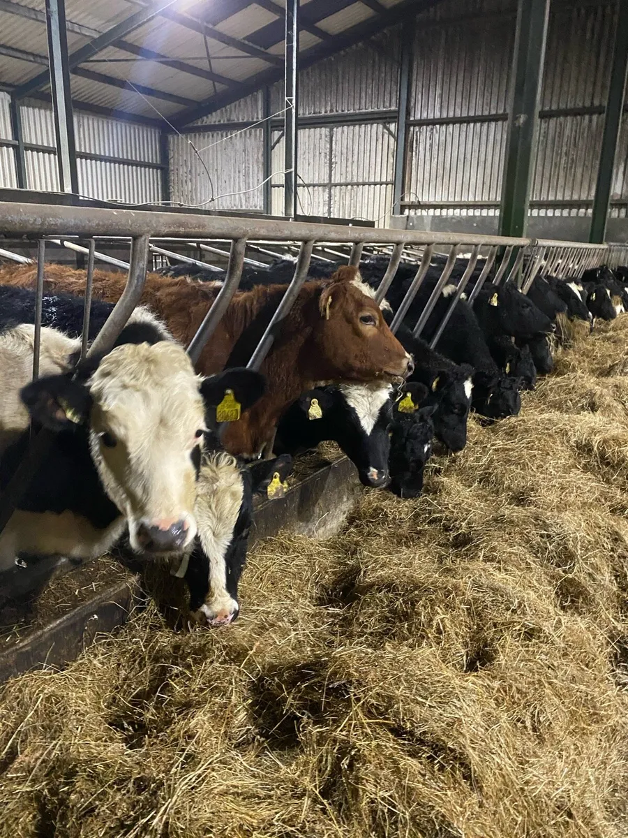 High EBI Fr weanlings - Image 3