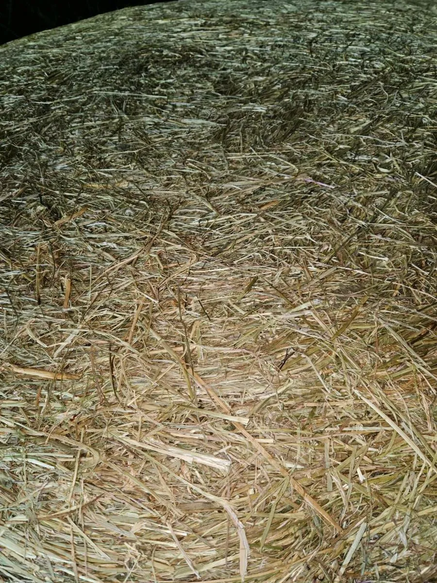 Haylage/silage - Image 3