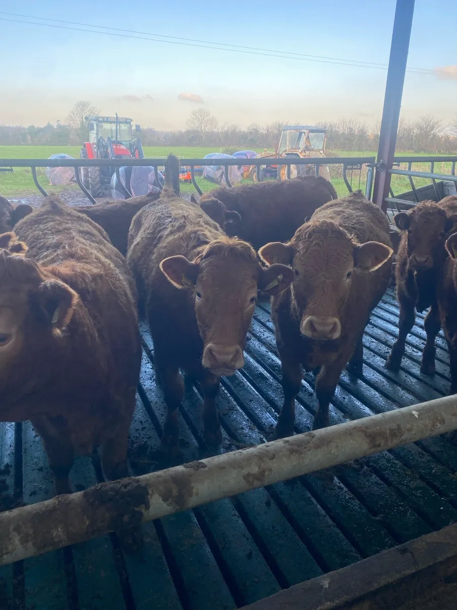 Breeding heifers lm/lmx 4 and 5 stars - Image 1