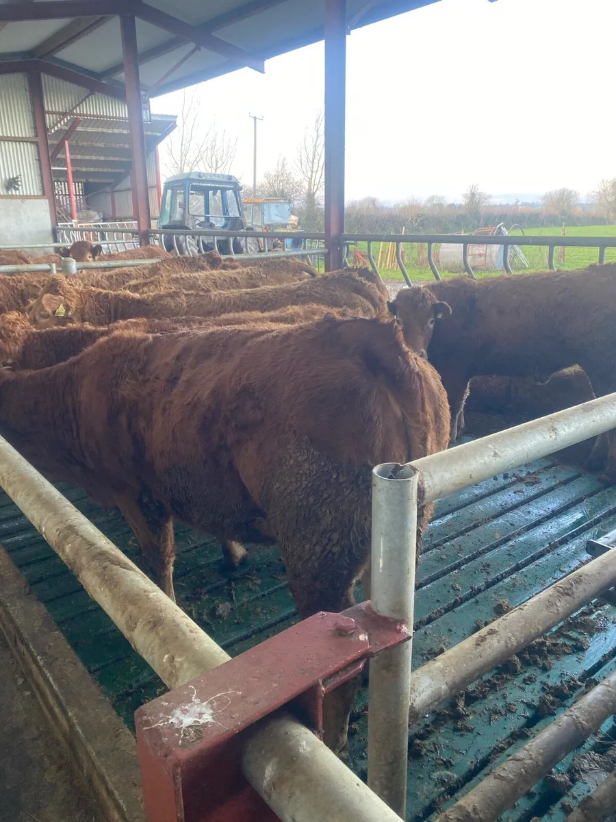 Breeding heifers lm/lmx 4 and 5 stars - Image 2