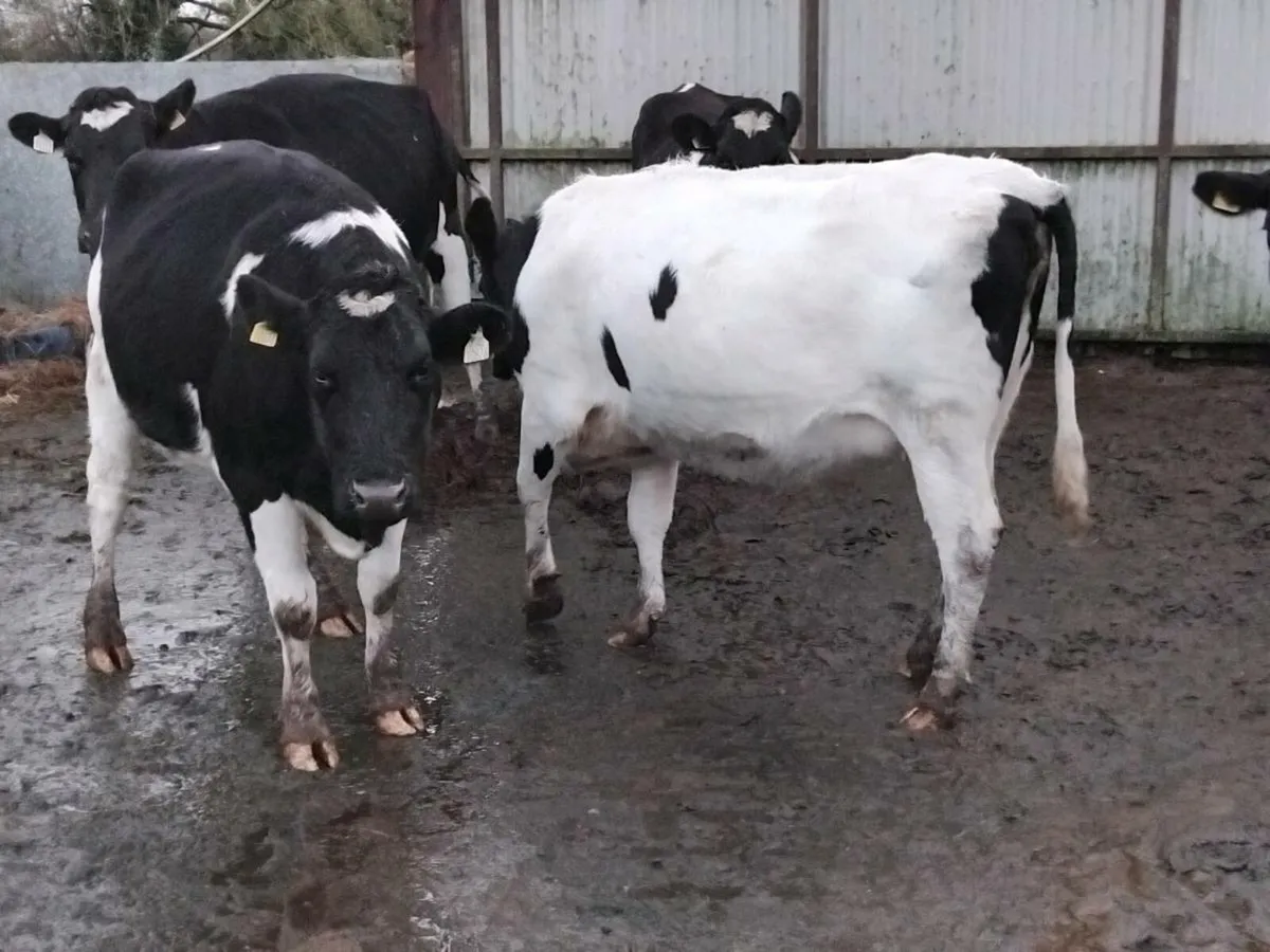 4 fresh calfed friesian heifers - Image 3