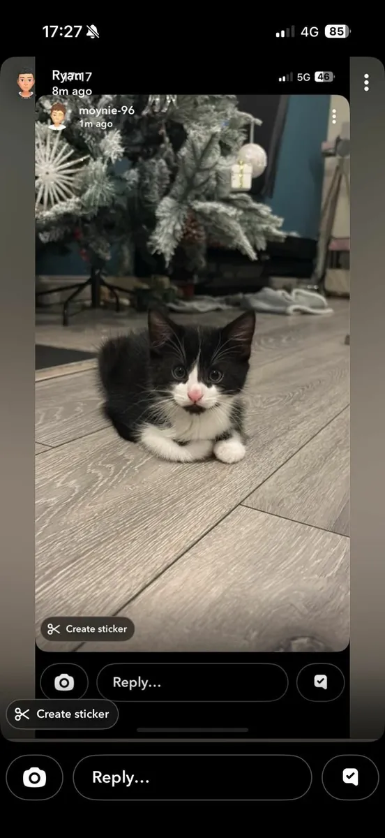 Adorable Kittens for Adoption - Image 3