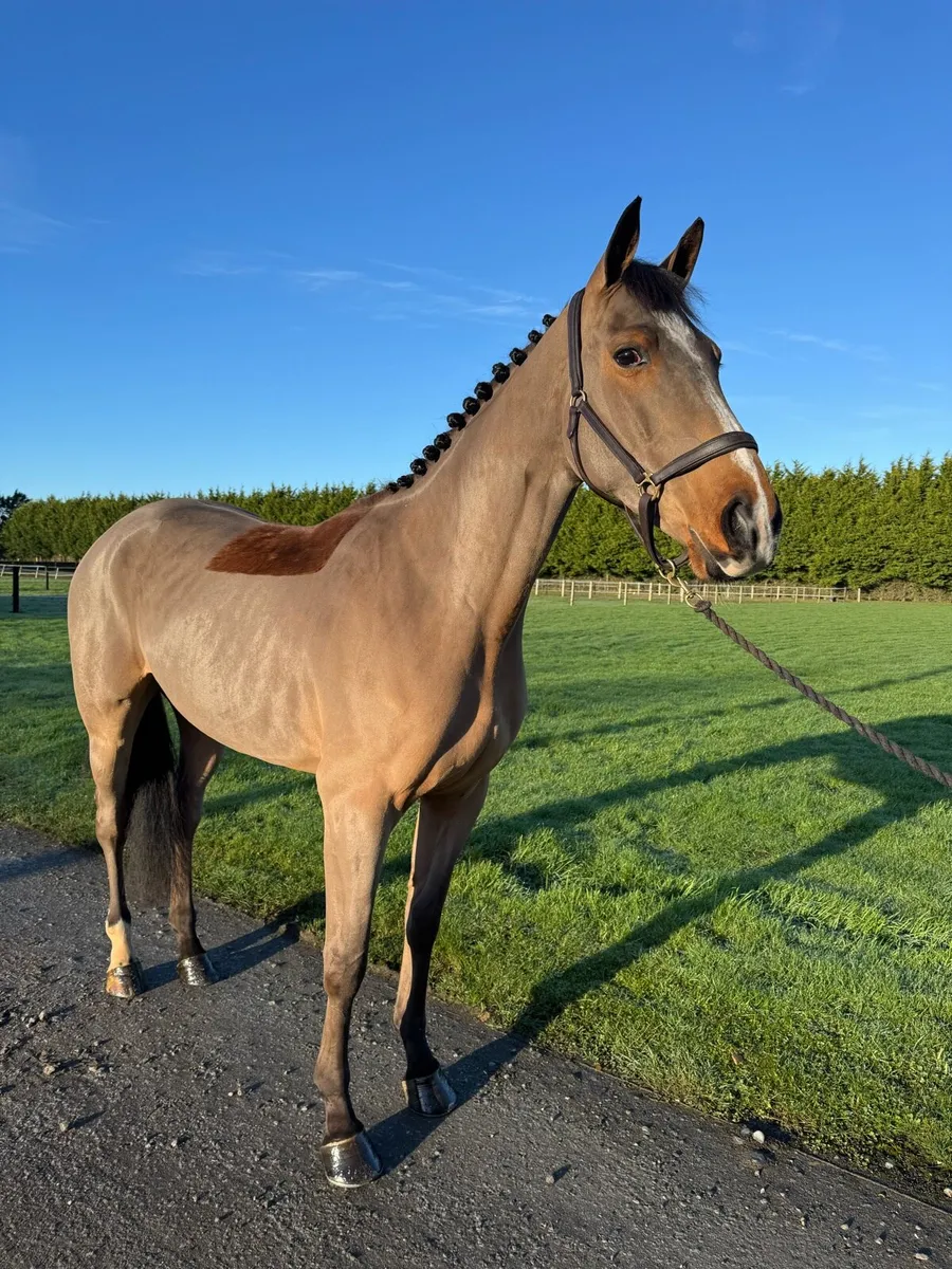 16.2h 5yo ISH Mare - Image 1