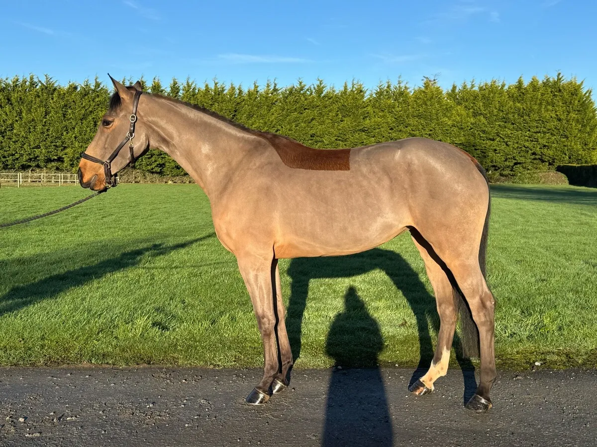 16.2h 5yo ISH Mare - Image 4