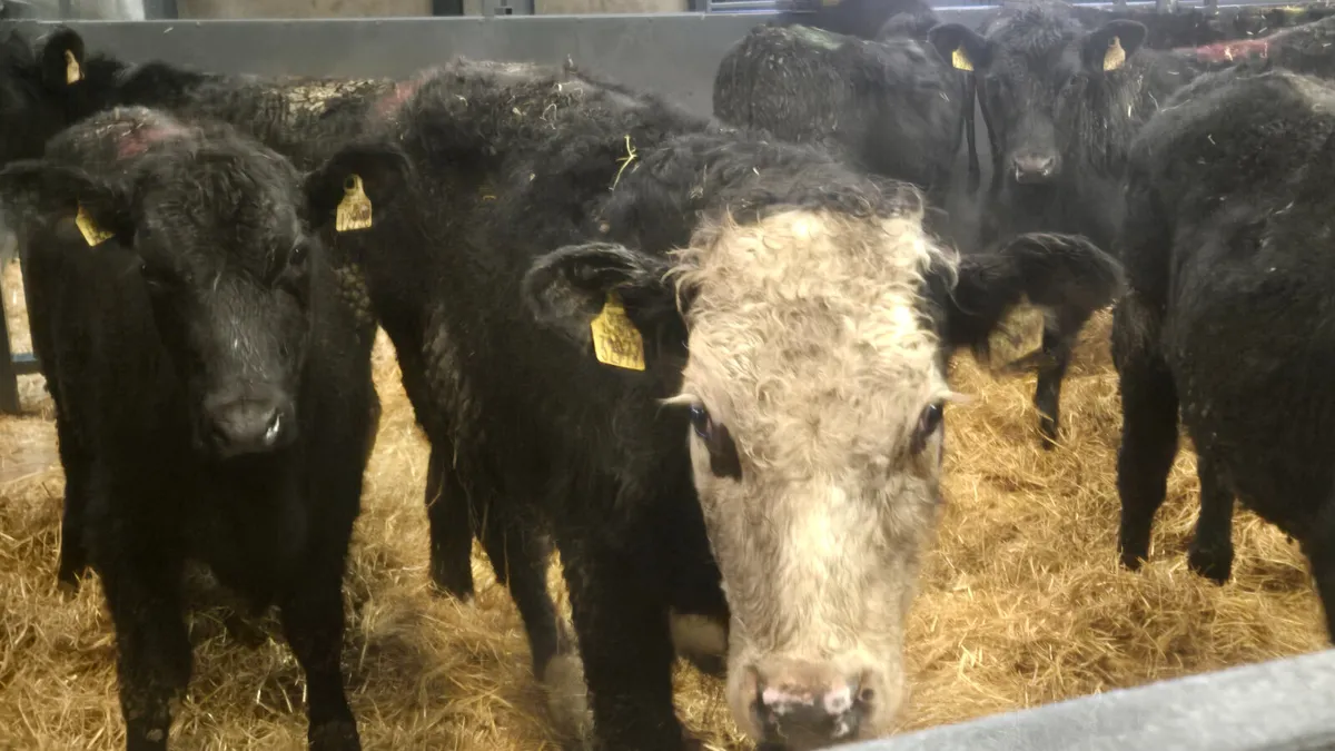 40 Aberdeen Angus Weanling bullocks for sale - Image 4