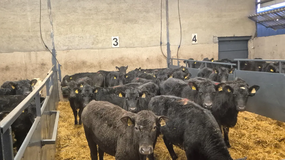 40 Aberdeen Angus Weanling bullocks for sale - Image 1
