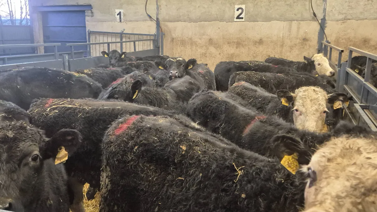 40 Aberdeen Angus Weanling bullocks for sale - Image 3