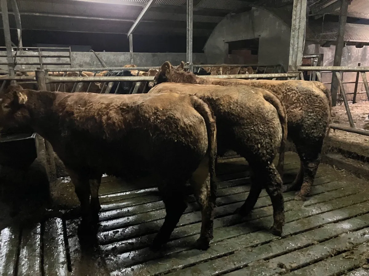 EBy Incalf heifers and 2nd calvers - Image 2