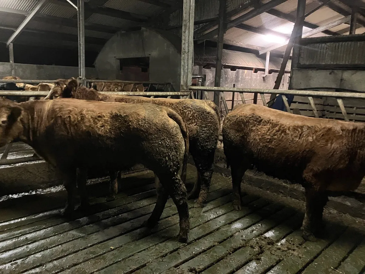 EBy Incalf heifers and 2nd calvers - Image 3