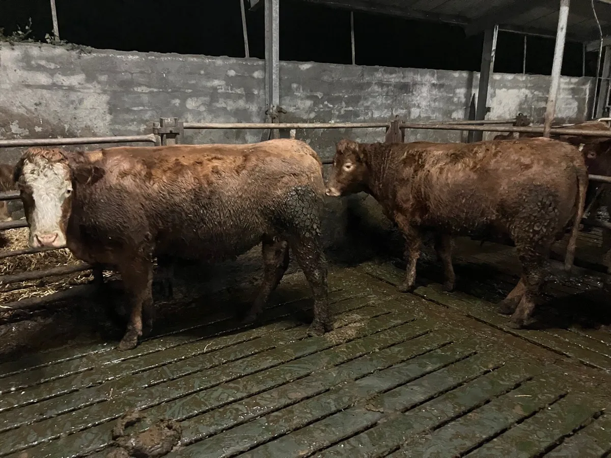 EBy Incalf heifers and 2nd calvers - Image 4