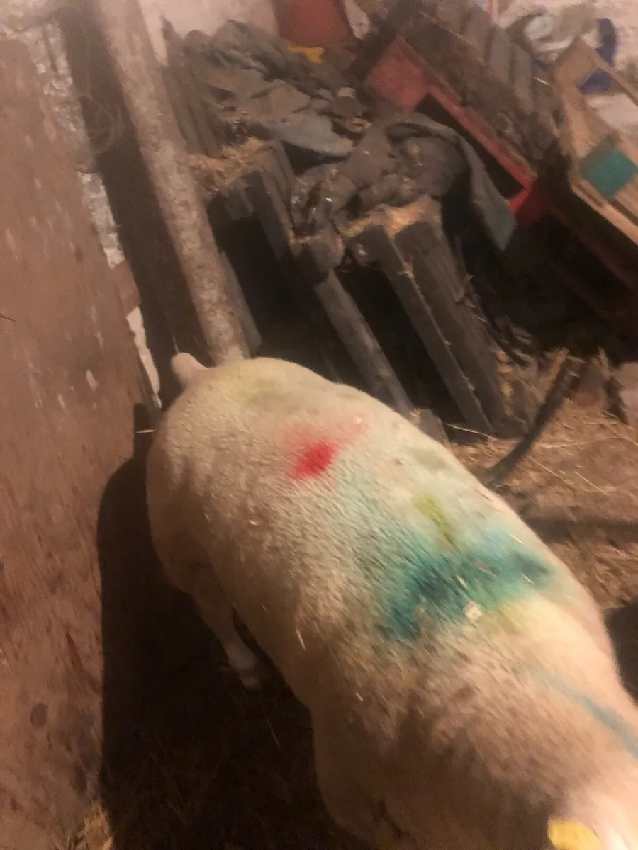 Foster purebred texel ewe with papers - Image 2