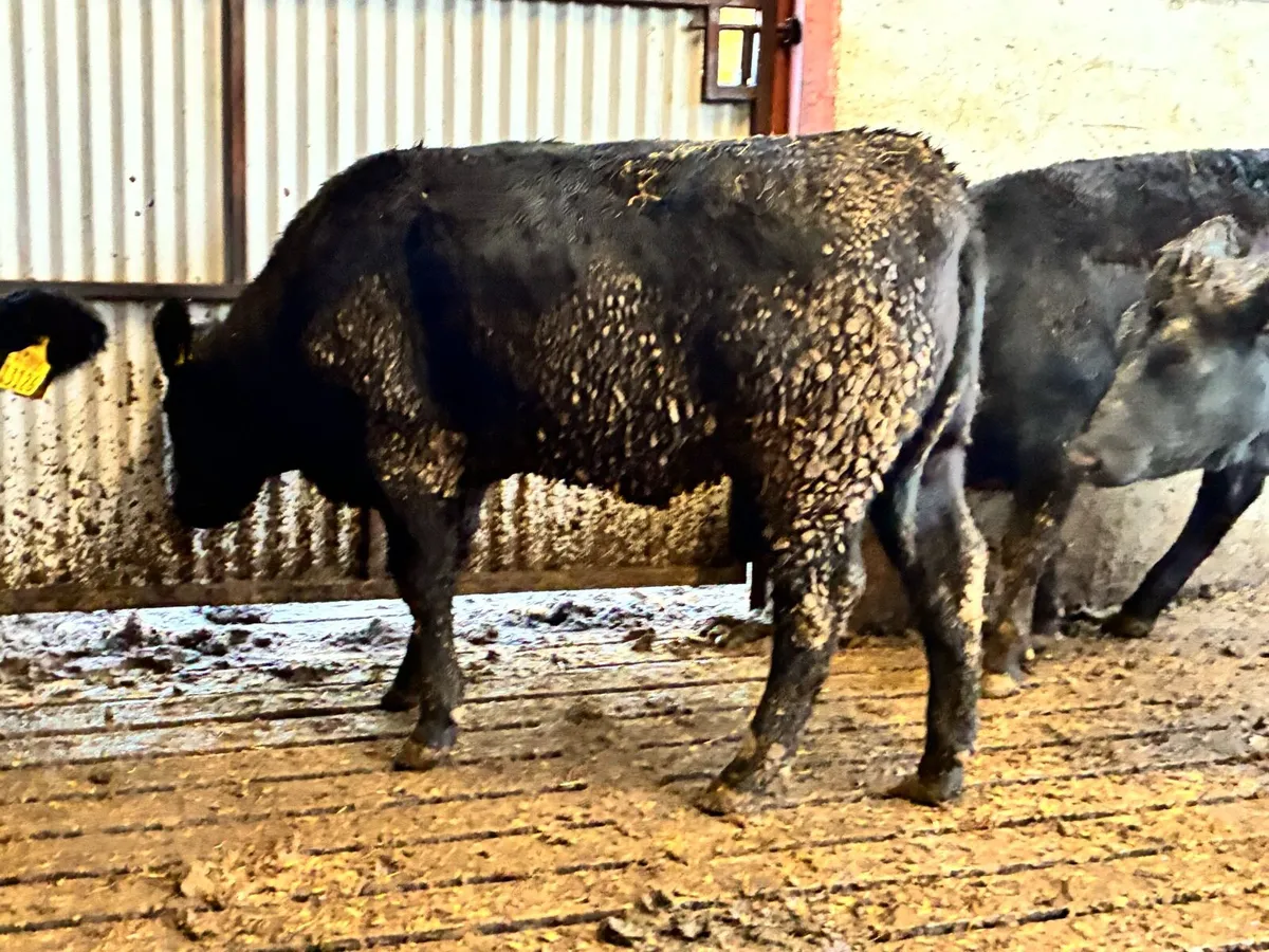 4 smashing limousine heifers 500 kilos - Image 1