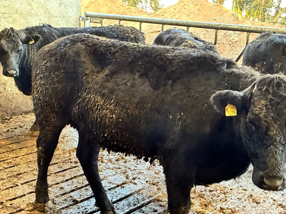 4 smashing limousine heifers 500 kilos - Image 2