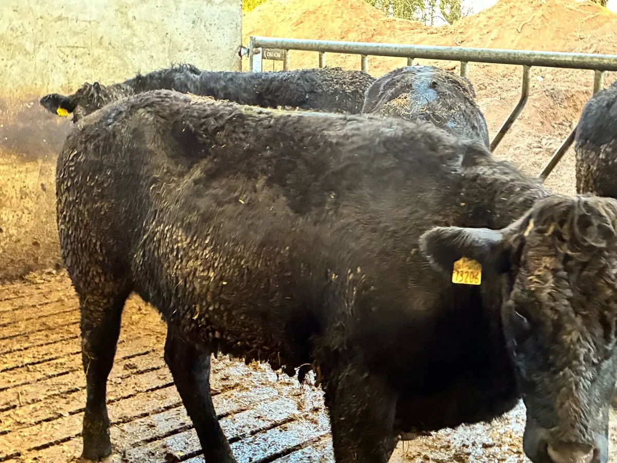 4 smashing limousine heifers 500 kilos - Image 3