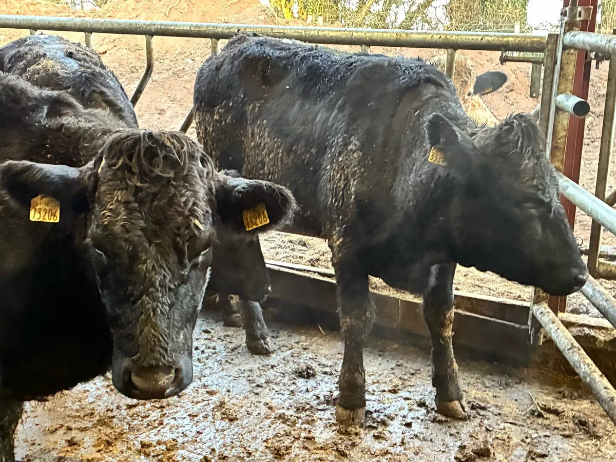 4 smashing limousine heifers 500 kilos - Image 4