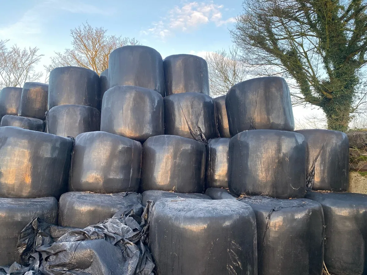 Silage bales - Image 1