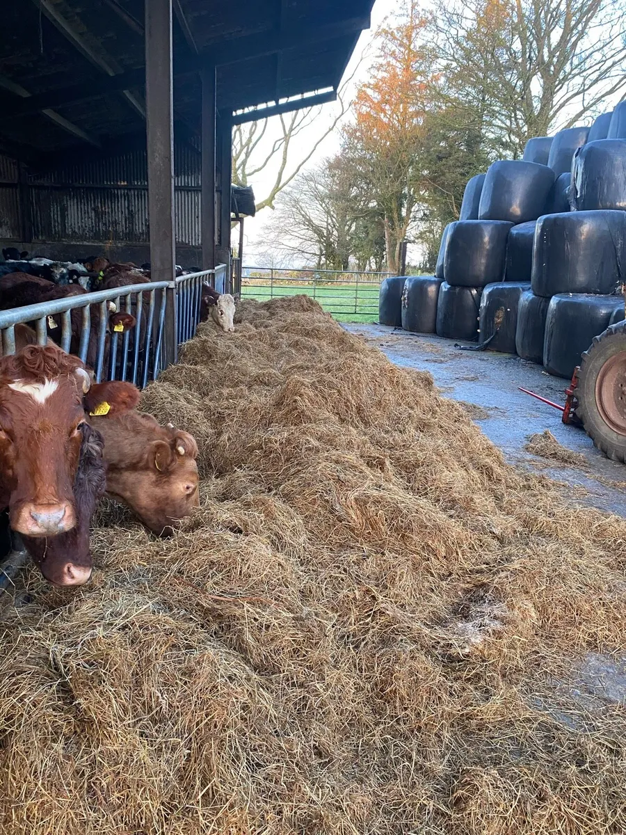 Silage bales - Image 3