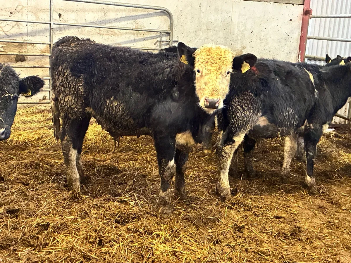 10 Hereford bullocks for sale - Image 1