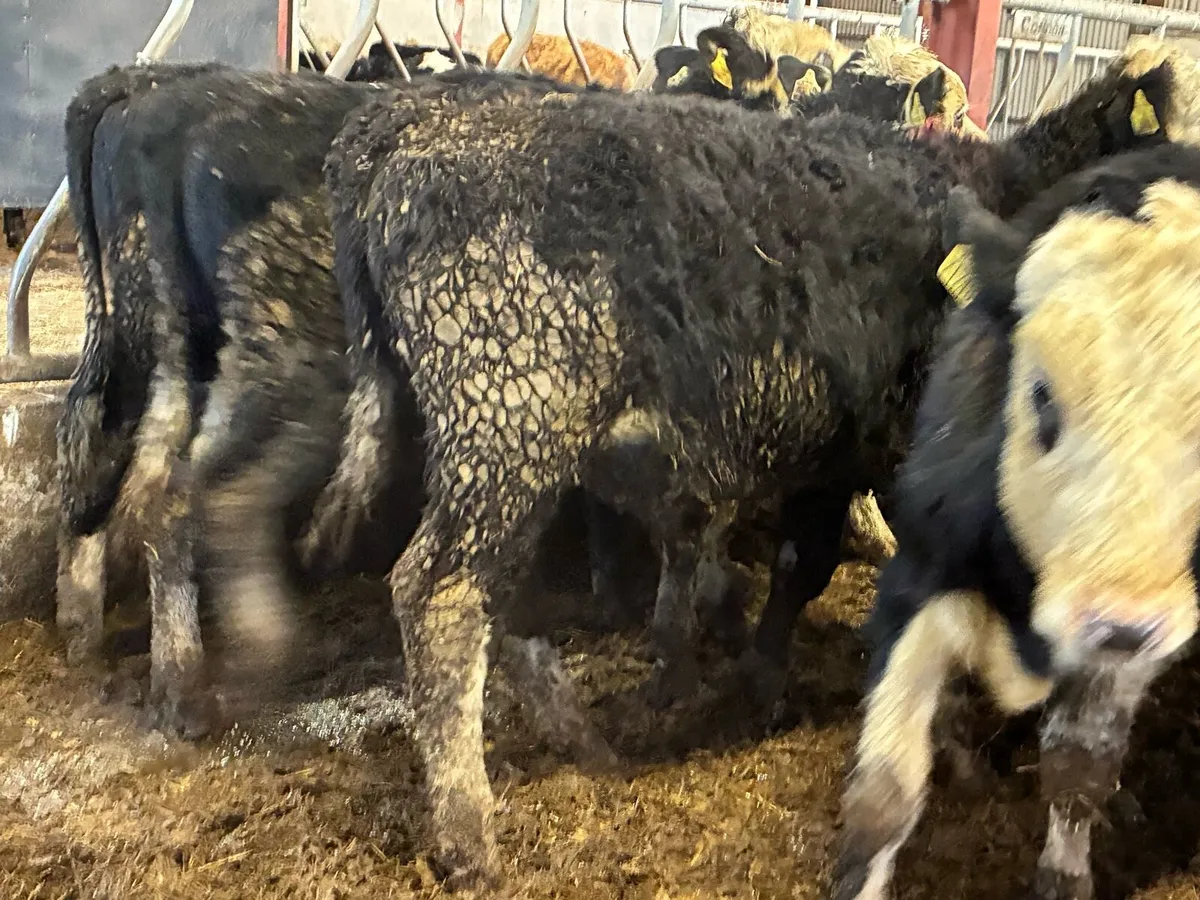 10 Hereford bullocks for sale - Image 2