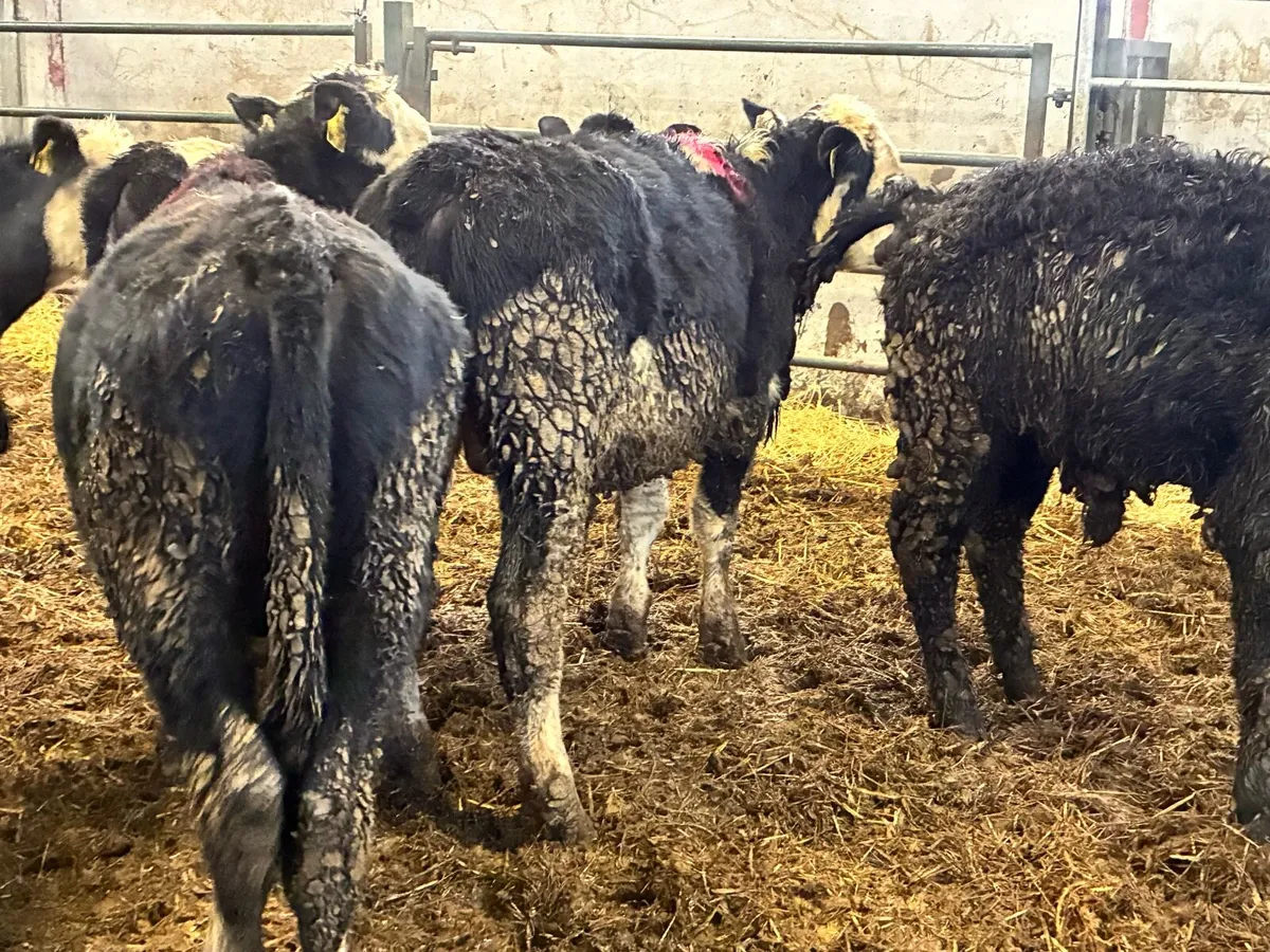 10 Hereford bullocks for sale - Image 4