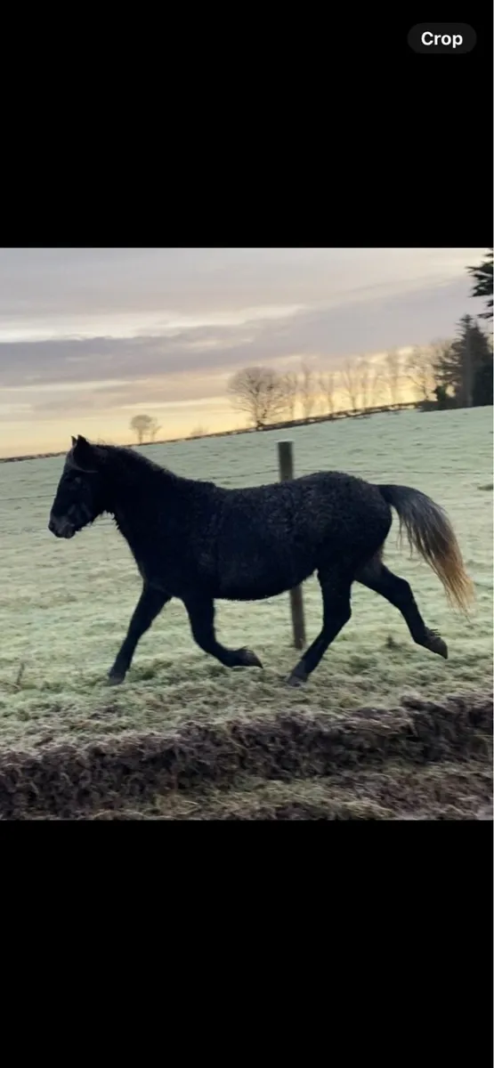 5yo 12.2 gelding - Image 1