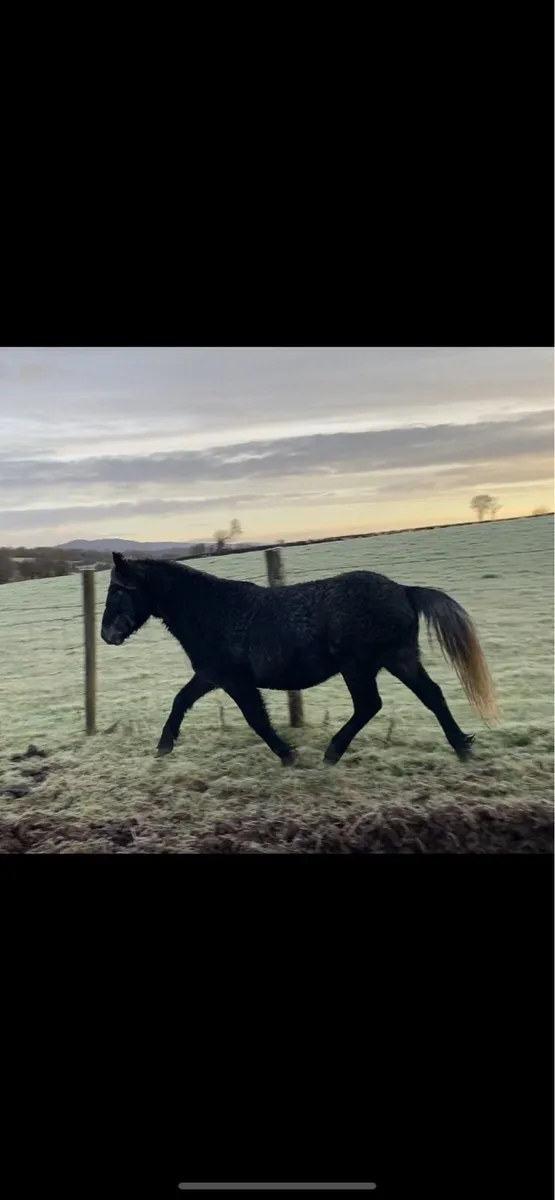 5yo 12.2 gelding - Image 2