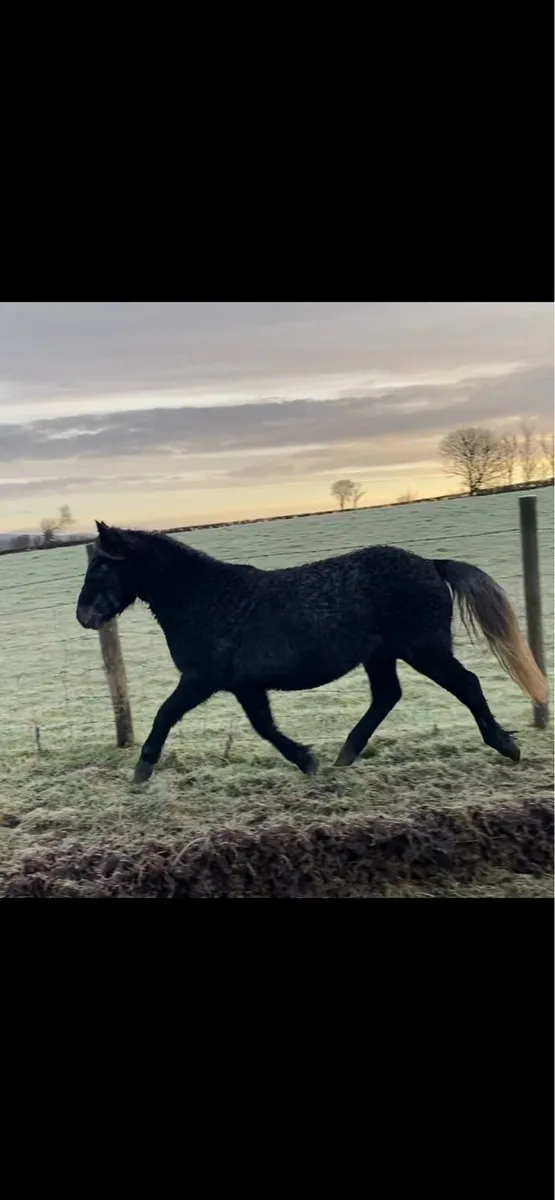 5yo 12.2 gelding - Image 3