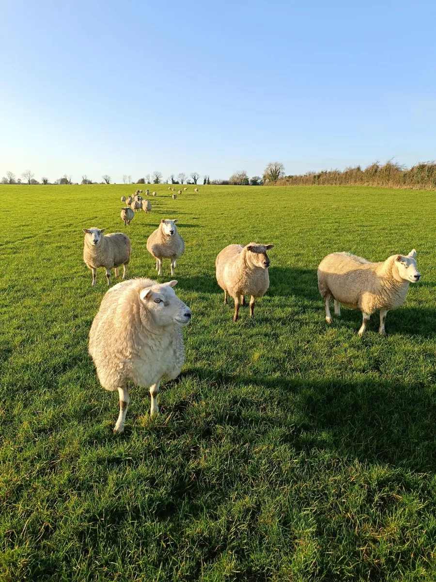 Scanned in lamb ewes - Image 1