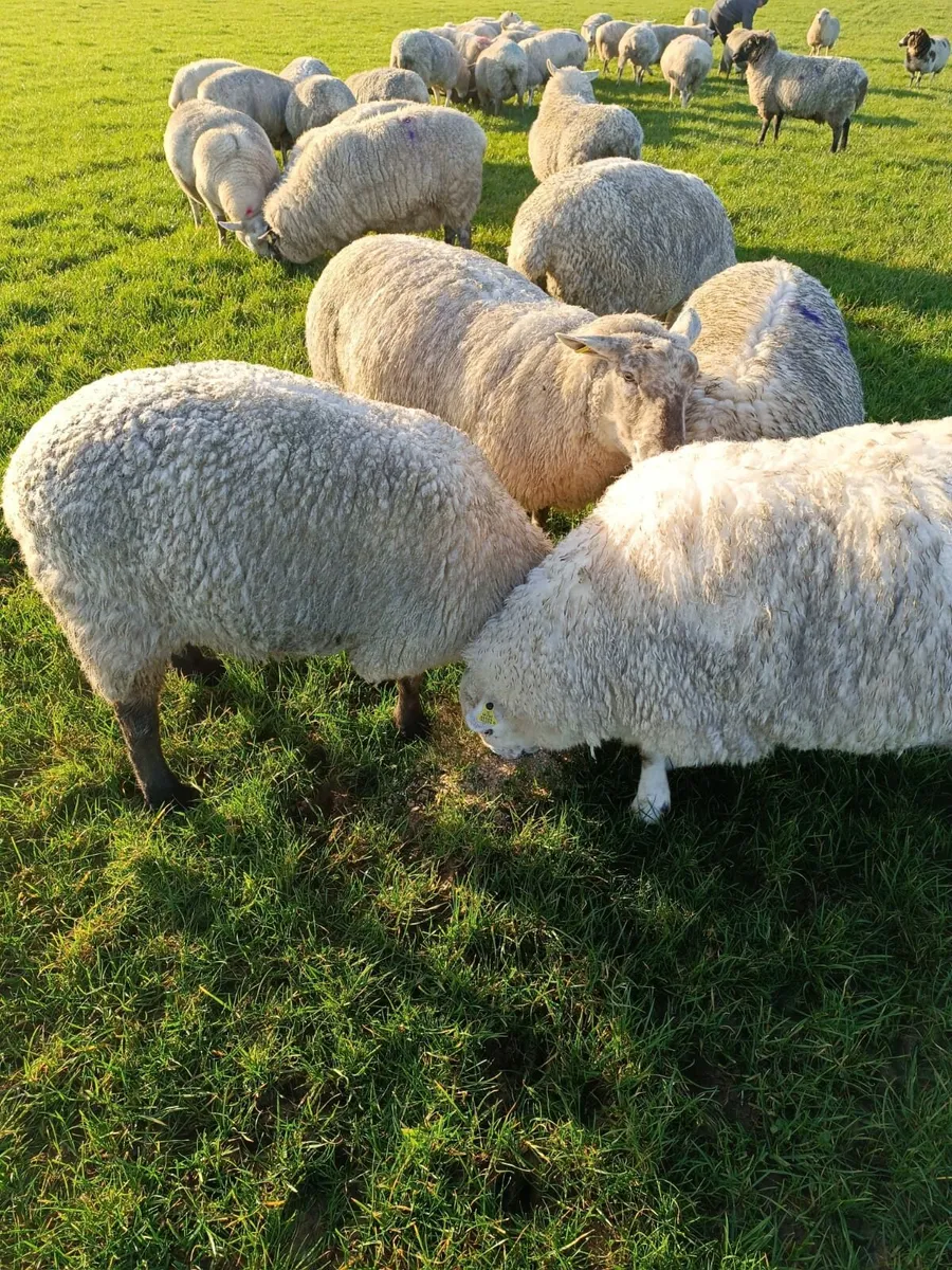 Scanned in lamb ewes - Image 2