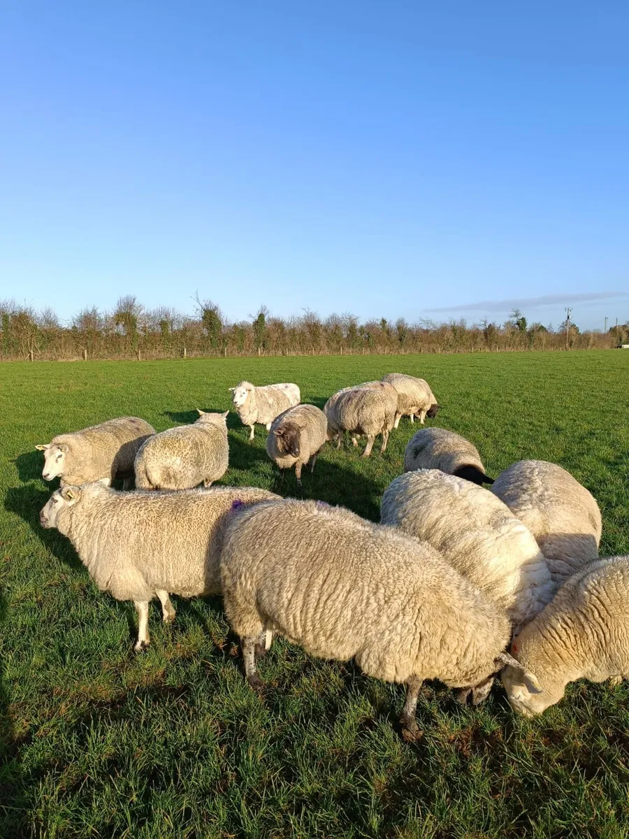 Scanned in lamb ewes - Image 4