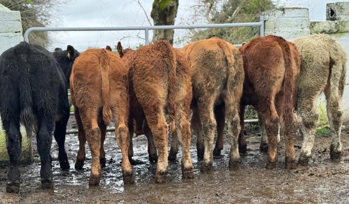 ⭐️6 Smashing Continental bull weanlings⭐️ - Image 1