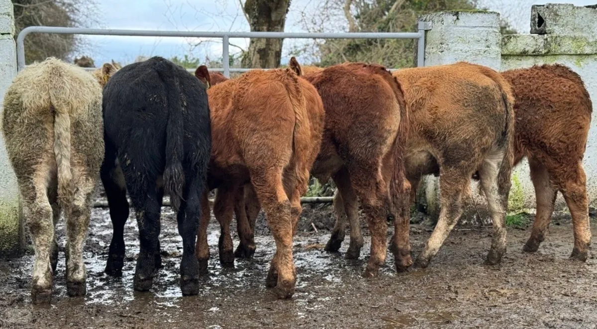 ⭐️6 Smashing Continental bull weanlings⭐️ - Image 2