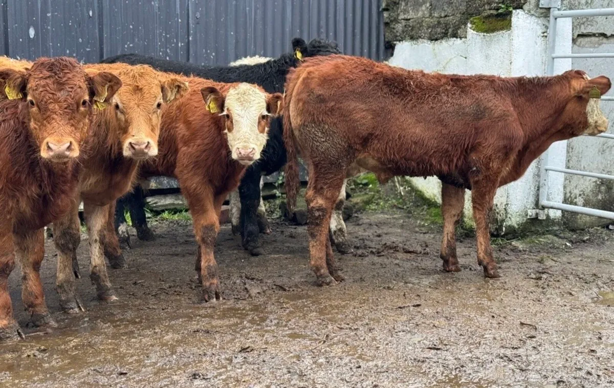 ⭐️6 Smashing Continental bull weanlings⭐️ - Image 3