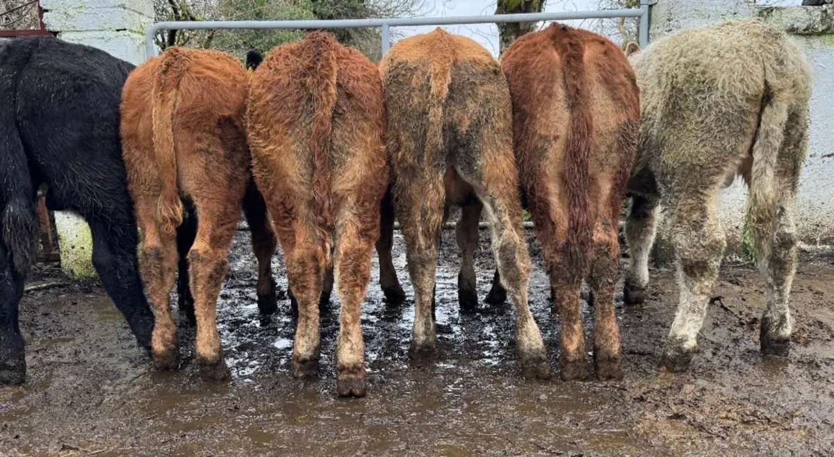 ⭐️6 Smashing Continental bull weanlings⭐️ - Image 4