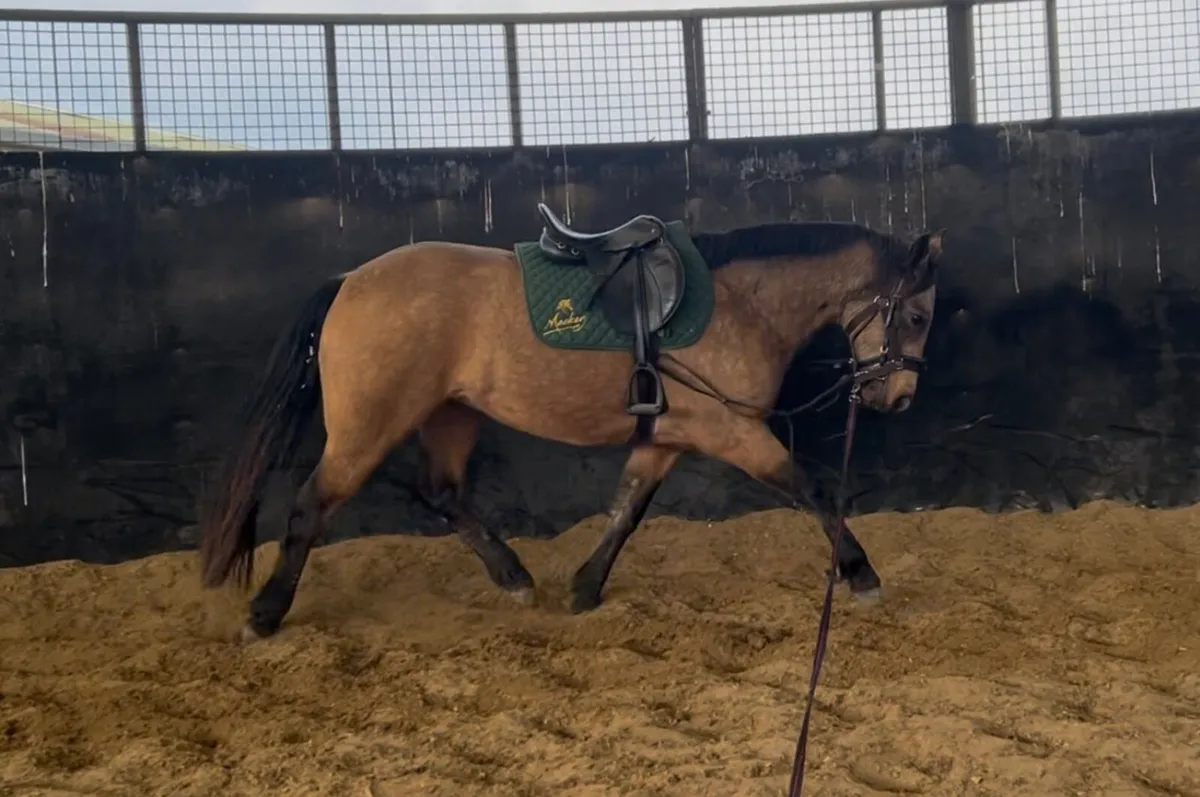 "Honeycomb Golden Syrup" - Image 2