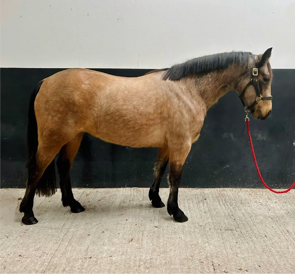 "Honeycomb Golden Syrup" - Image 1
