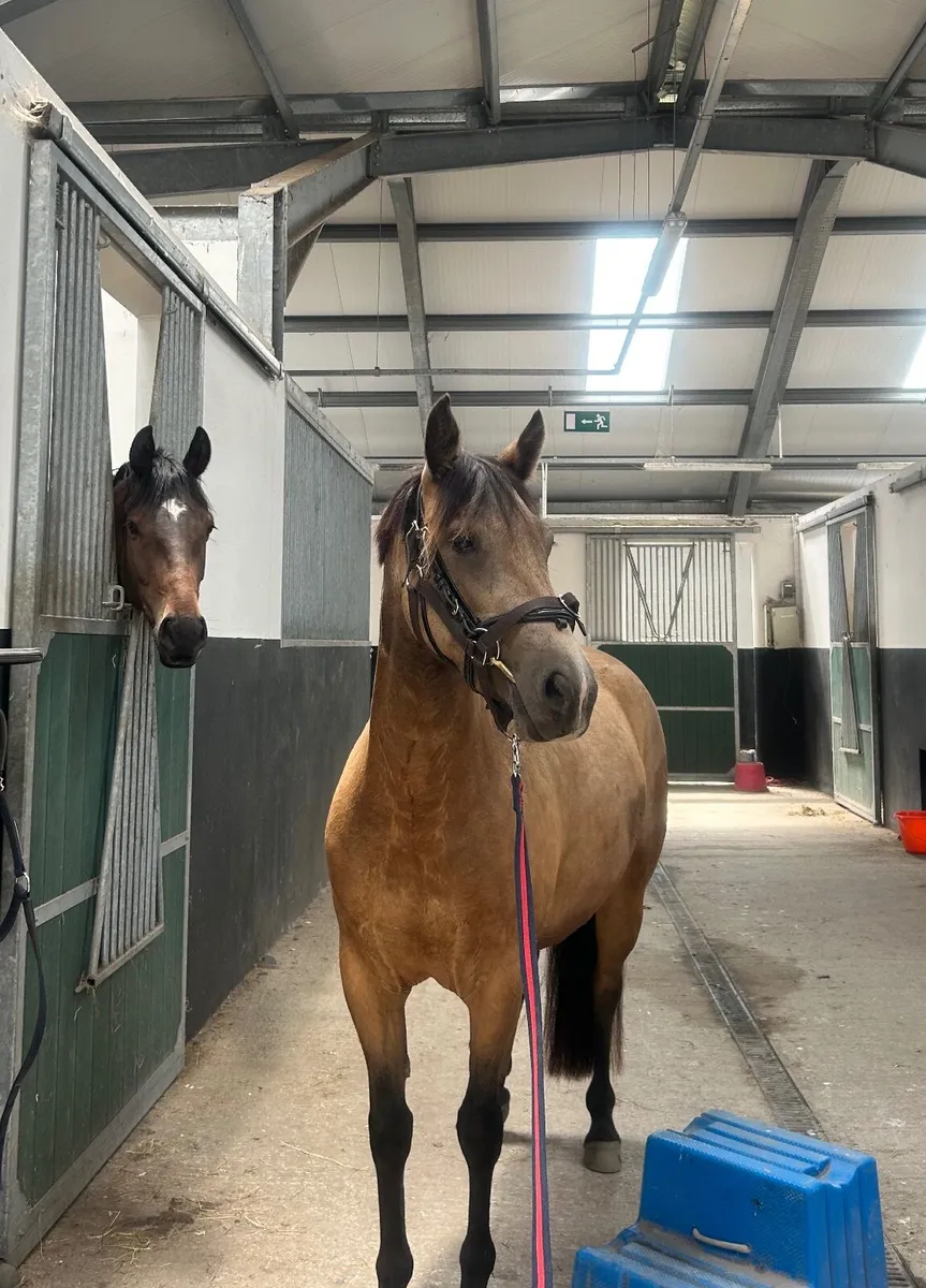 "Honeycomb Golden Syrup" - Image 3