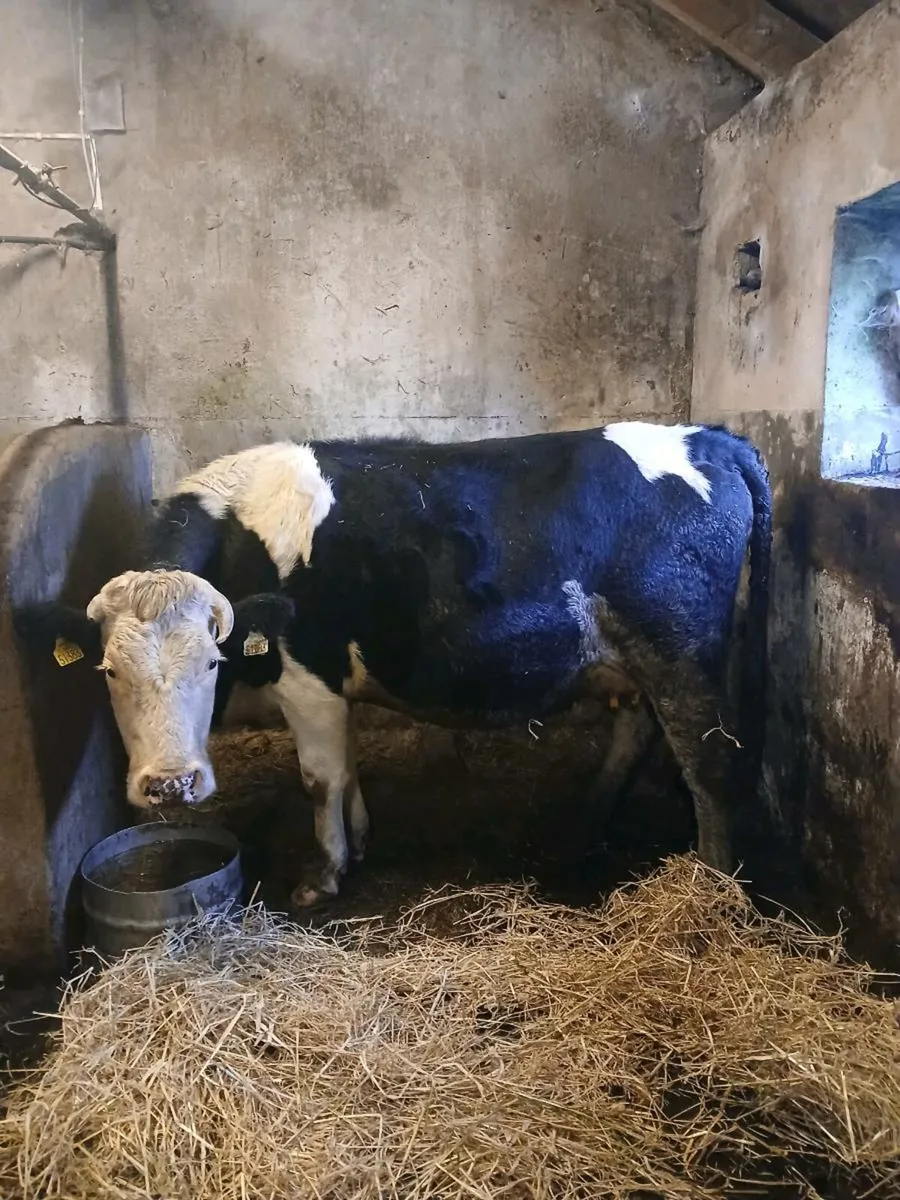 In calf heifer - Image 1