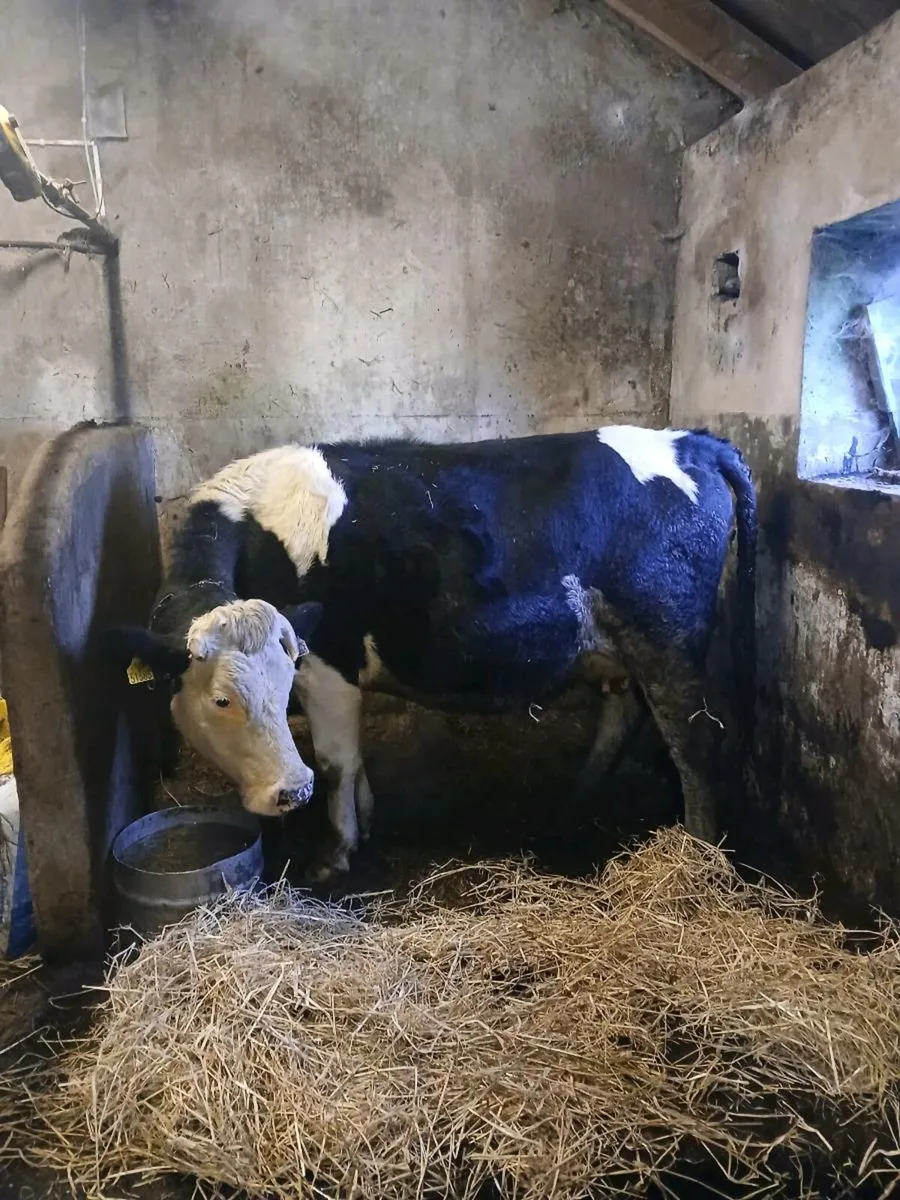 In calf heifer - Image 2