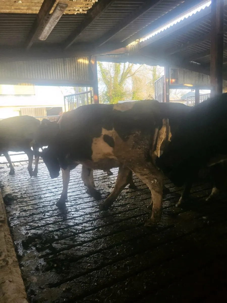 Spring calving heifers - Image 1