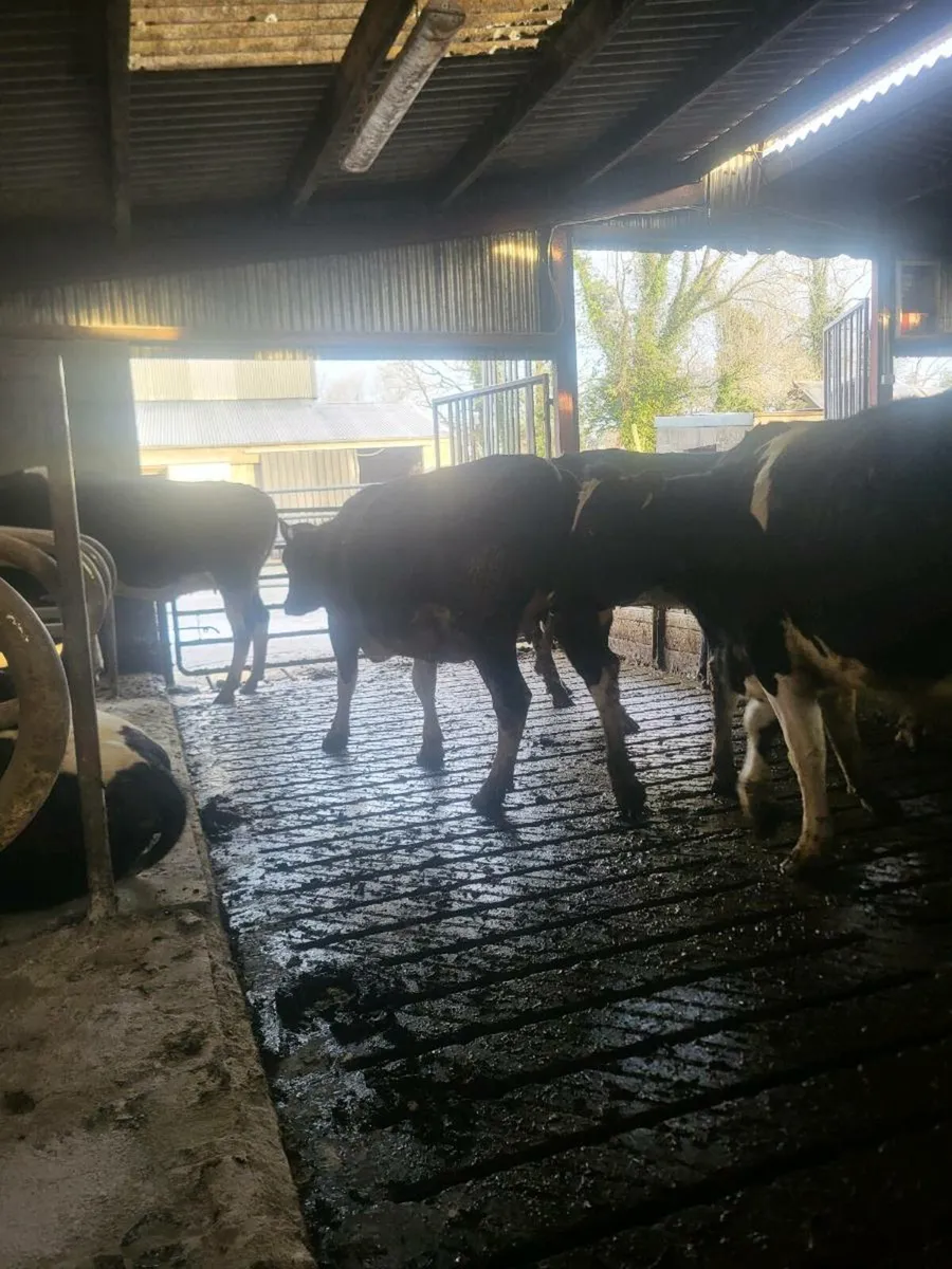 Spring calving heifers - Image 2