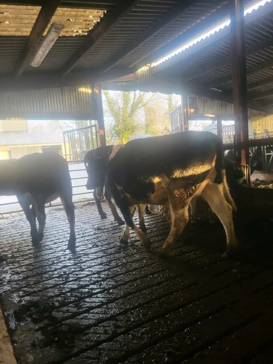 Spring calving heifers - Image 3