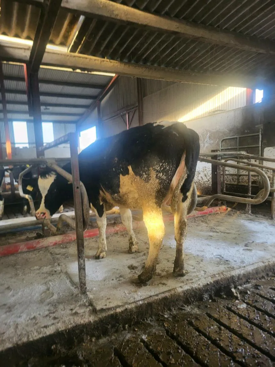 Spring calving heifers - Image 4