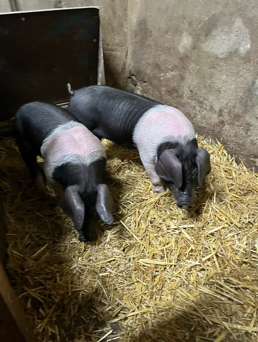 Saddleback boar weaners - Image 1