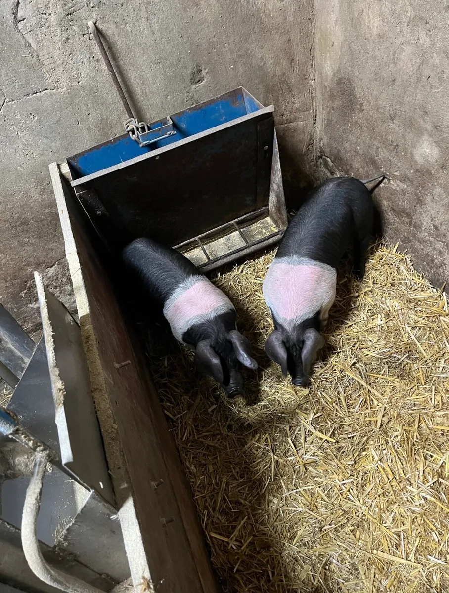 Saddleback boar weaners - Image 2