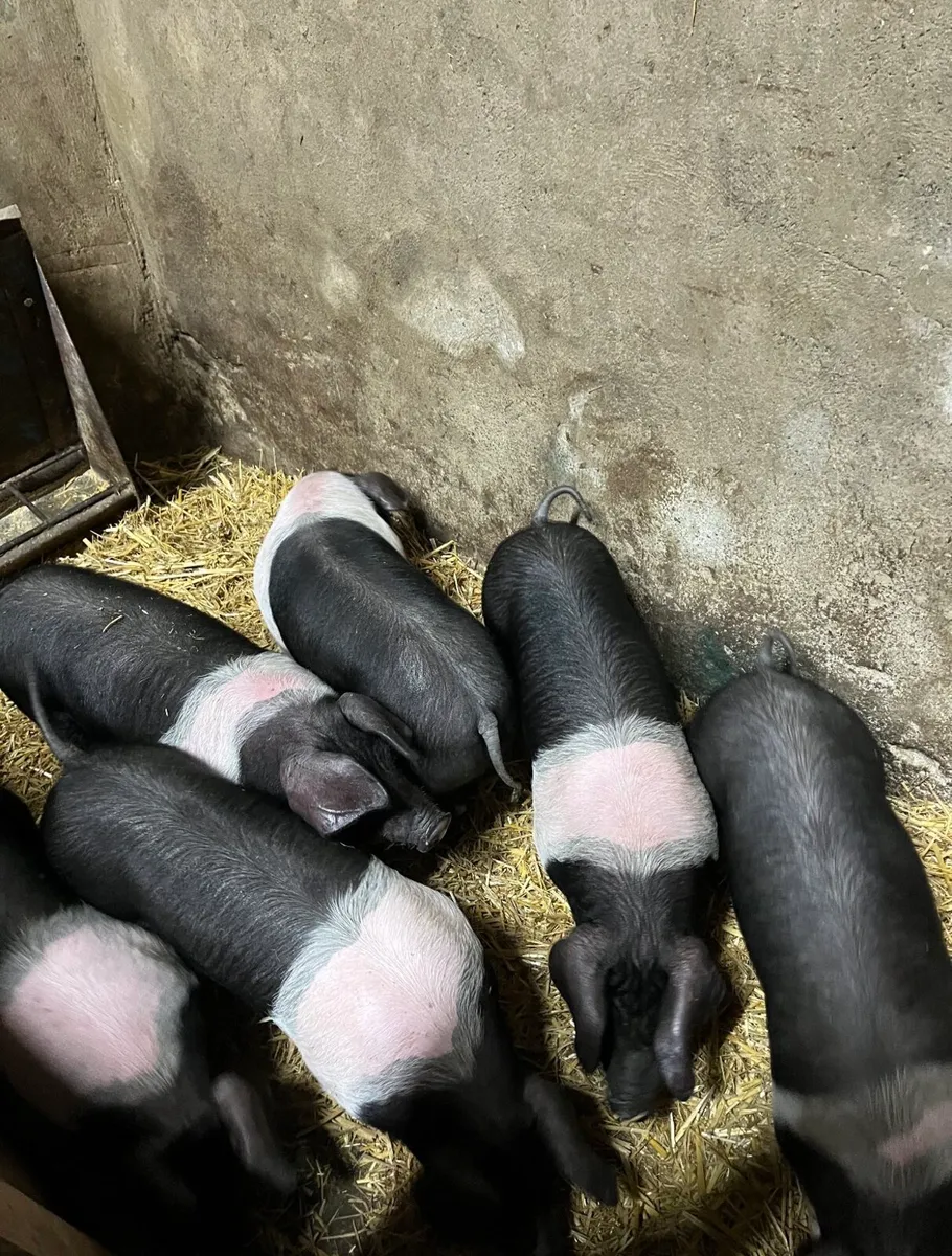 Saddleback boar weaners - Image 3