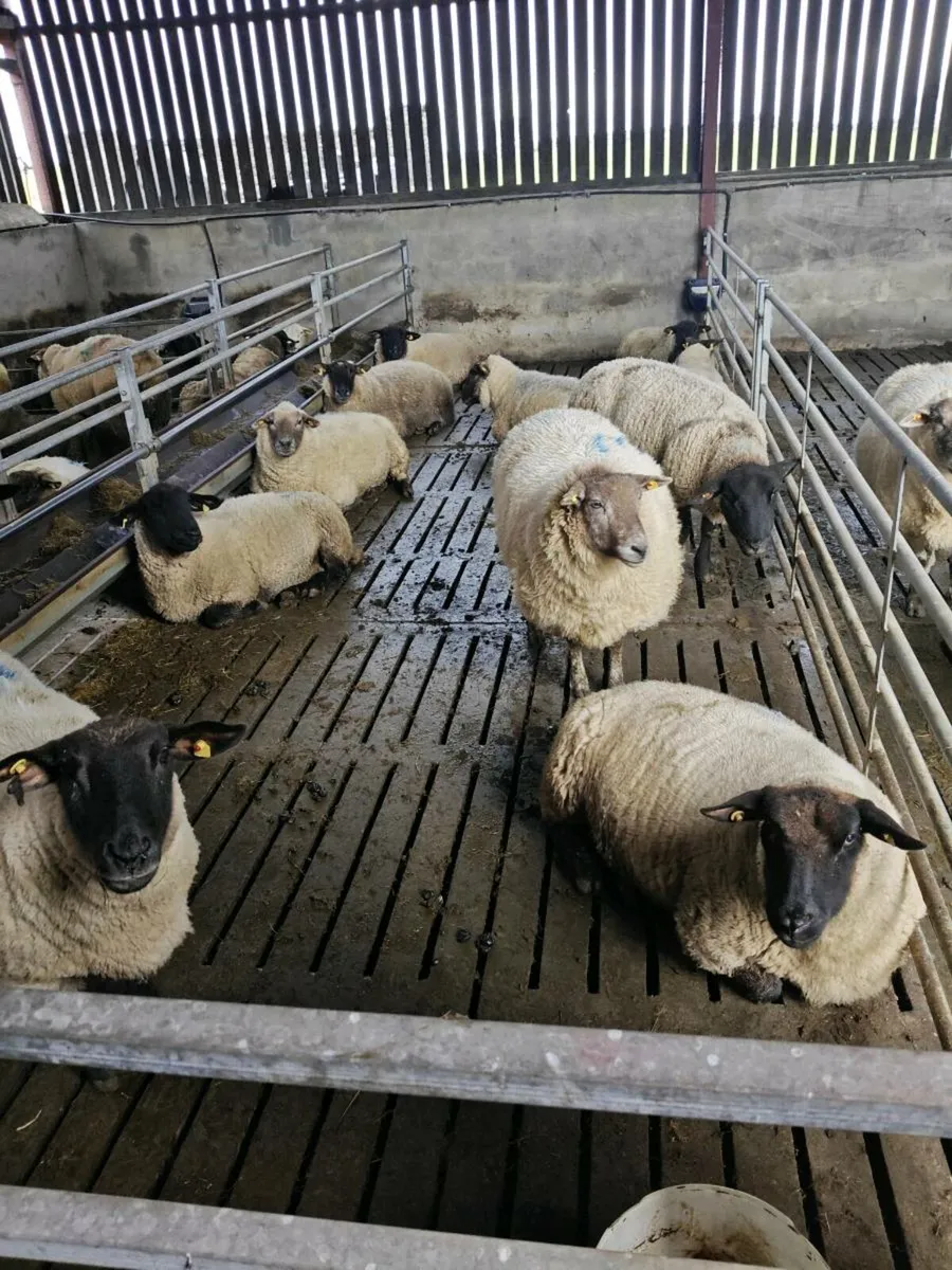 In lamb triplets (mid March lambing) - Image 1