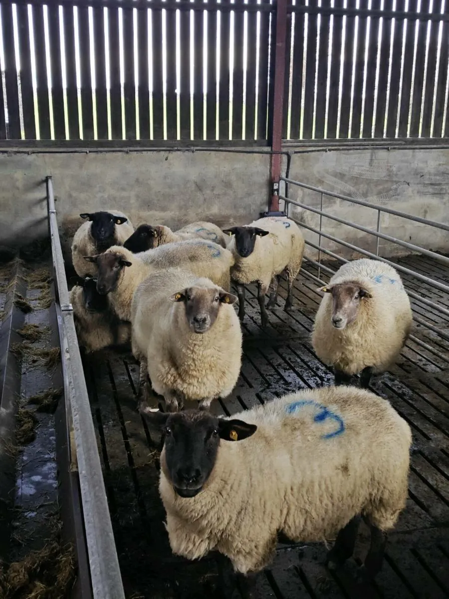 In lamb triplets (mid March lambing) - Image 2
