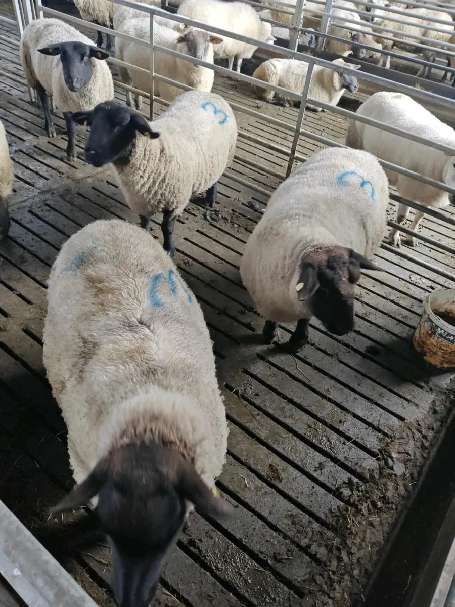 In lamb triplets (mid March lambing) - Image 3